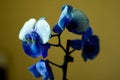 Phalaenopsis /ÃÅblue / Blume 1825, known as moth orchids, abbreviated Phal in the horticultural trade,[2] an orchid Royalty Free Stock Photo